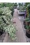 BENJAMİN STARLİGHT BİTKİSİ (120CM ) - 2