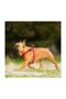 NYLON HARNESS FOR DOG ( LARGE RED ) - 6