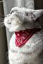 Red Color Scarf Cat and Small Breed Dog Collar - 4