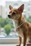 White Color Cat Dog Collar with Pearl and Lobster Figure - 3
