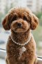 White Color Cat Dog Collar with Pearl and Lobster Figure - 2