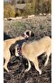 Kangal Shepherd Dog Collar Genuine Buffalo Leather with 2 Bells Red and White Beaded - 2