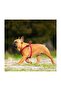 Signature Step-In Harness + Nylon Leash - 4 ft Red Small - 4