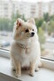 White Color Cat Dog Collar with Pearl and Lobster Figure