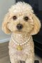 Gold Color Planet Figured Pearl Detailed m Size Cat Dog Leash