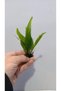 Bitki L119 Microsorum pteropus Akvaryum Bitki - 4