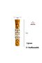 Oak Apple Cherry Wood Whiskey Smoking Chips 5 Gr X 3 Pieces in Glass Tube - 3