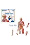 Double-Sided Magnetic Human Body 17-Piece Anatomy Model for Kids Educational Toy - 5