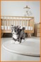Cat Plush Soft Toy Does Not Contain Plastic Machine Washable Baby and Child Health Friendly Gray - 3