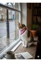 Pink Patterned Triangle Cat Scarf Bandana - 2