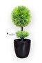 Black Cobalt Ida 25 cm Mini Top Boxwood - 6