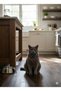 Cat Toys Pattern Triangle Cat Scarf Bandana with Tie - 3