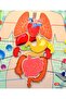 3 Sets - 106 Pieces I'M Learning Internal Organs, Skeletal System, and Calendar Felt Velcro Wall Charts, - 4