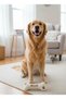 Plush Bone Toy for Dog and Cat Soft, Durable, Pet Toy with Woof Design - 5
