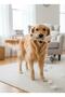 Plush Bone Toy for Dog and Cat Soft, Durable, Pet Toy with Woof Design - 2