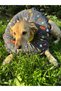 0.Rta-Büyük.Irk Dog Collar-Elizabeth Collar Operation Collar-Cat Neck Pillow-Xxl - 7