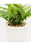 White Fern With Planter - 5