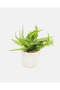 White Fern With Planter - 4
