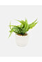 White Fern With Planter - 3