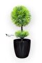 Black Cobalt Ida 25 cm Mini Top Boxwood