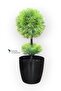 Black Cobalt Ida 25 cm Mini Top Boxwood - 4