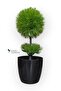Black Cobalt Ida 25 cm Mini Top Boxwood - 6