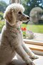 Gold Color Heart Figured Stone Cat Dog Collar - 3
