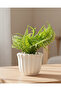 White Fern With Planter