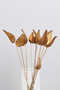 Imported Dried Flower 7Pcs Pradeep on Stem 47 cm - 2