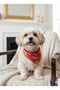 Dog Motif Pattern Triangle Scarf Bandana with Tie