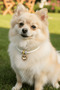 Gold Color Heart Shaped Stone Detailed L Size Cat Dog Leash