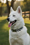 Zebra Dog Collar - with Charm Gift
