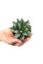 5'li Sukulent – Succulent Seti - 2