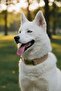 Chocolate Dog Collar - with Charm Gift - 2