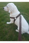 Dog Chest Harness Adjustable and Leash Set of 2 for Small & Small to Medium & Large Breeds Dark Brown
