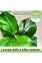 5ft Fiddle Leaf Fig Artificial Tree with White Planter (Faux Ficus Lyrata) - 8