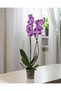 Mor Phalaenopsis Orkide – Çift Dal