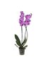 Mor Phalaenopsis Orkide – Çift Dal - 2