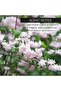 Firming Neck Cream 100ml - 5