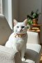 Candy Zilli Cat Collar - 2