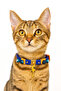 Handmade Evil Eye Beaded Cat Charm Necklace for Cats & Small Dogs – Adjustable Denim Fabric