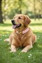 Candy Dog Collar - with Charm Gift - 2