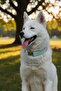 Sky Dog Collar with Detachable Bow - 2