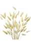 Natural Dried Cotton Grass, Rabbit Tail Bridal Bouquet Arrangement Flower Lagurus 60 Branches - 6