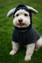 Light Gray Bunny Ear Winter Dog Hat – Neck-Wrapping Drawstring Model, Soft and Warm Beanie - 3