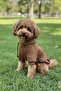 Small Breed Hooded Brown Dog Hoodie, Small Breed Dog Clothes, Magnet - 4