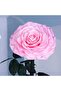Forever Pink 3 Pcs Set - 3