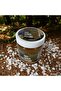 Vanilya salt scrup peeling