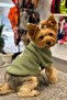 ملابس الكلاب الصغيرة والمتوسطة والكبيرة، سويت شيرت Duckdash Dog - 2