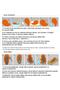 Red Fiber Synthetic Medium Size Riveted Wig - 6
